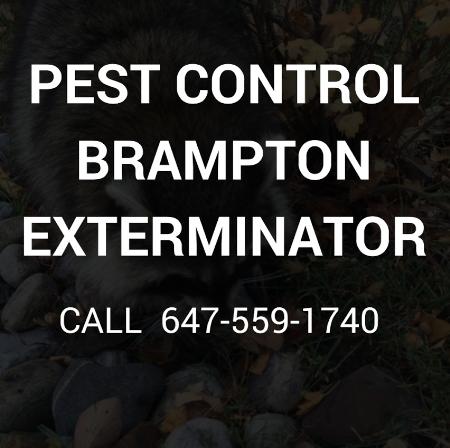 Pest Control Brampton Exterminator - Brampton, ON L6V 4A3 - (647)559-1740 | ShowMeLocal.com
